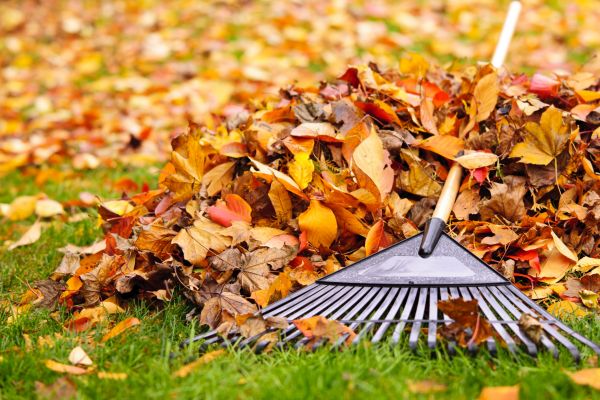 Cost of Leaves Removal in Lake Stevens