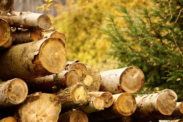 Wood Pile Removal in Lake Stevens