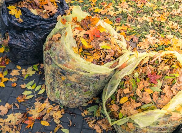Cost of Yard Cleanup Service in Lake Stevens