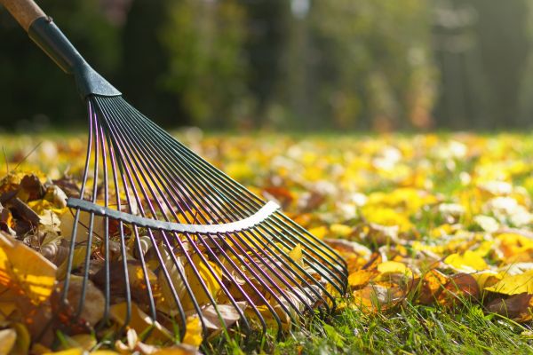 Cost of Leaf Raking Service in Lake Stevens