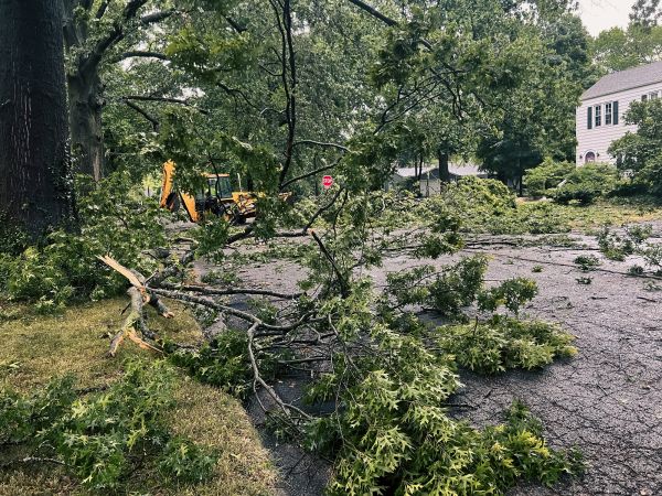 Tree Branch Disposal in Lake Stevens