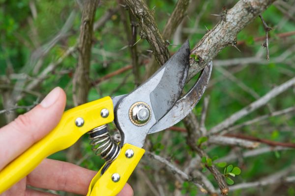 Limbs Removal in Lake Stevens
