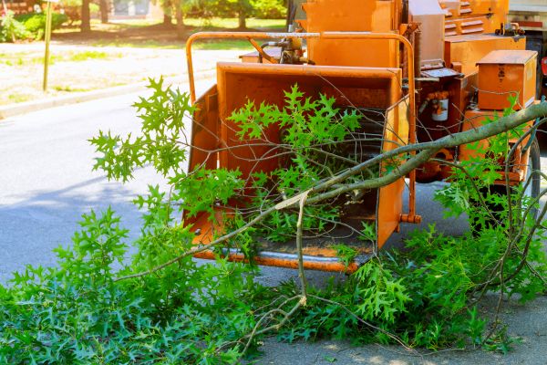 Tree Branches Removal in Lake Stevens