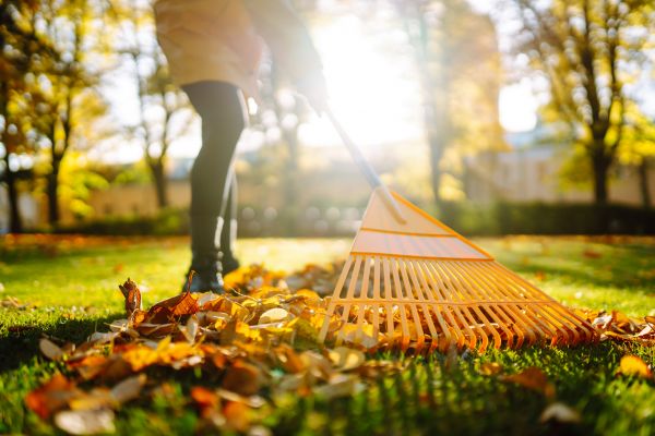 Cost of Leaves Raking in Lake Stevens
