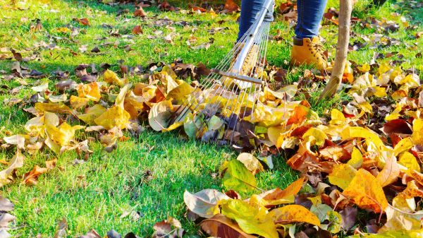 Cost of Lawn Cleanup Service in Lake Stevens