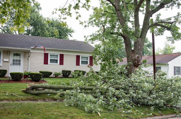 Fallen Branch Removal in Lake Stevens