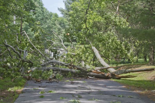 Tree Debris Removal in Lake Stevens