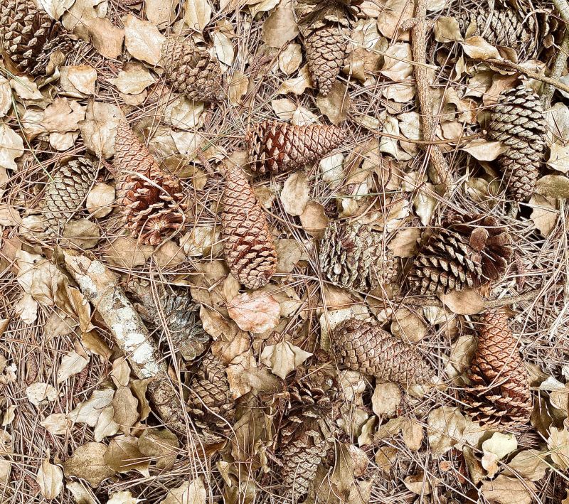 Pine Cone Removal